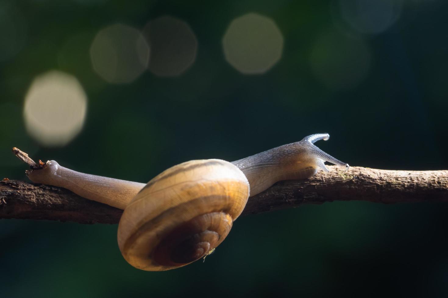 escargot sur une branche photo