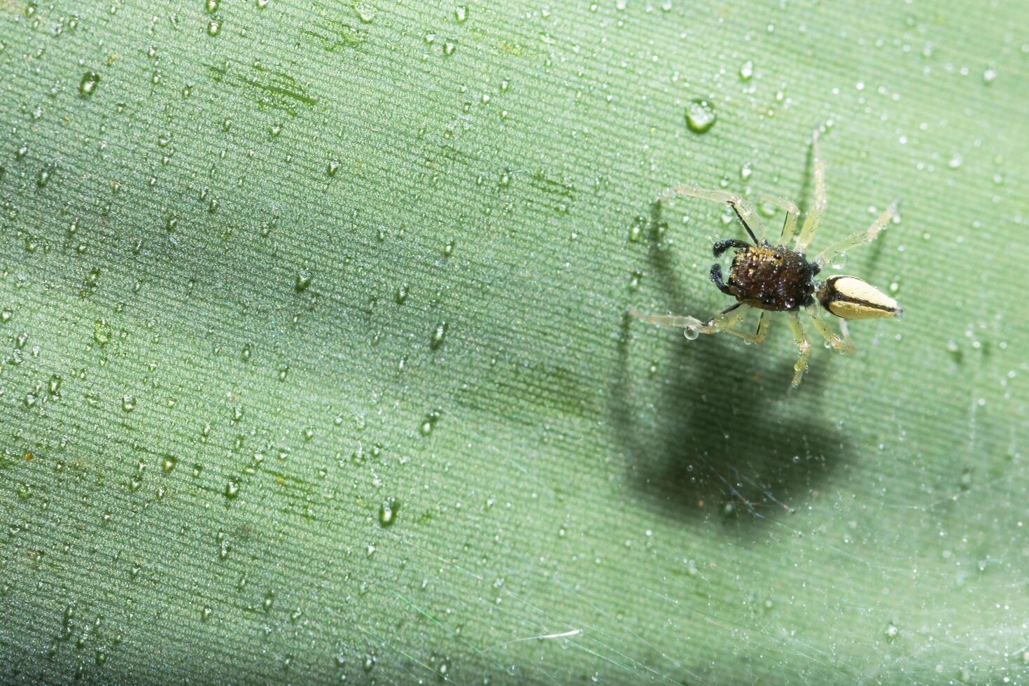 araignée sur une feuille photo