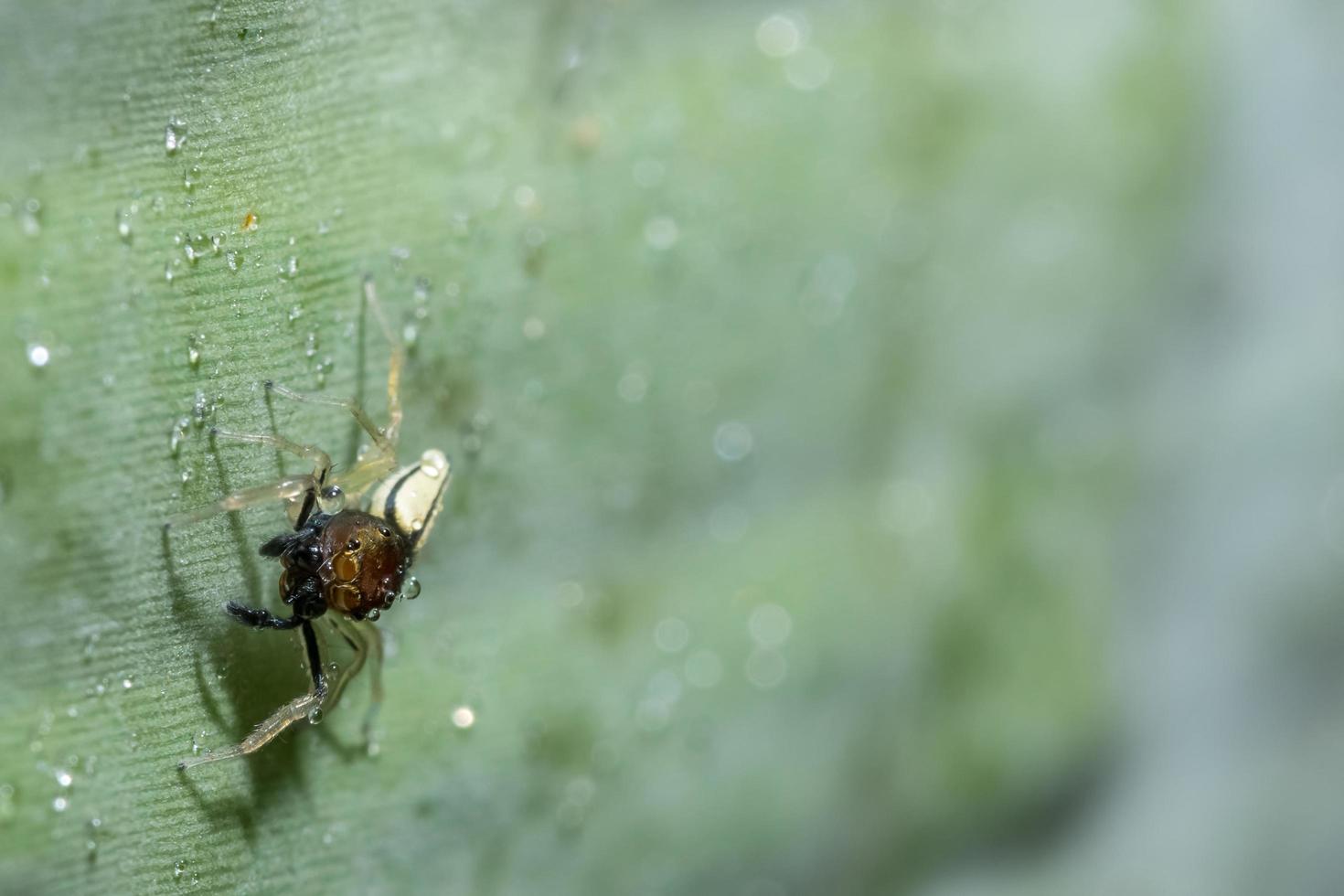 araignée sur une feuille photo