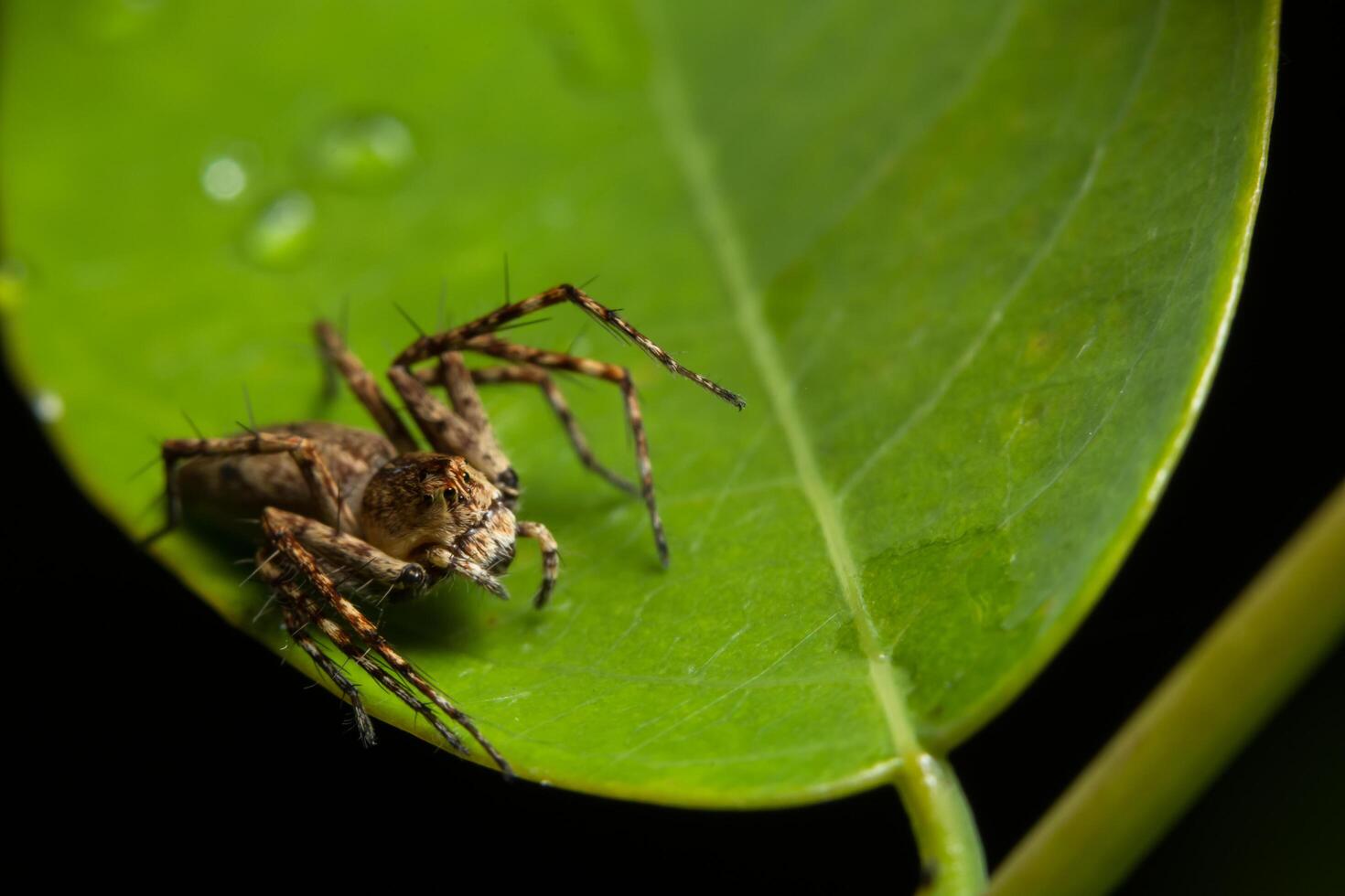 araignée, photo en gros plan