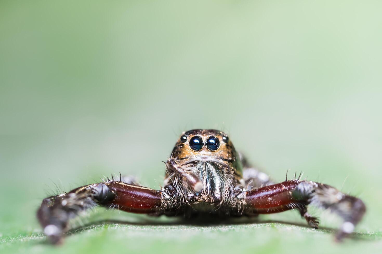 araignée sur une feuille photo