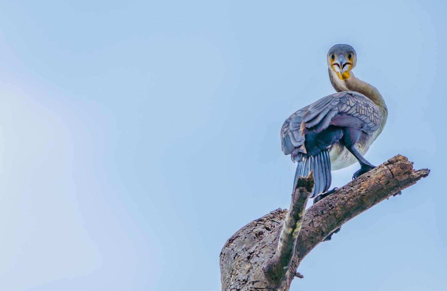 Cormoran bleu perché sur une branche photo