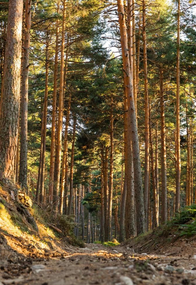 chemin au milieu de la forêt photo