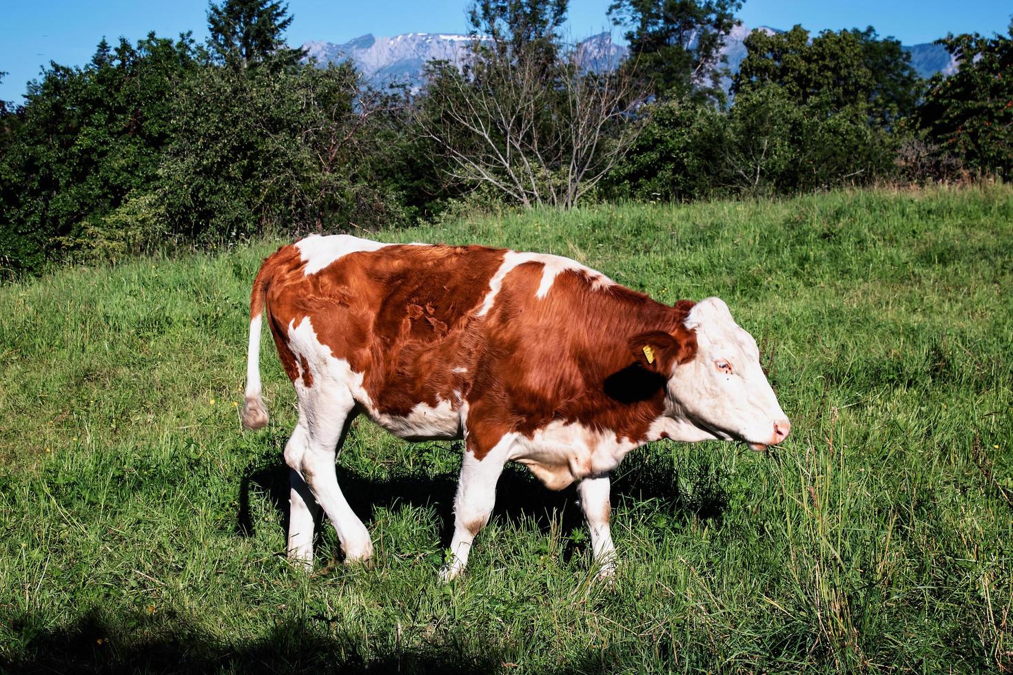vache brune et blanche photo