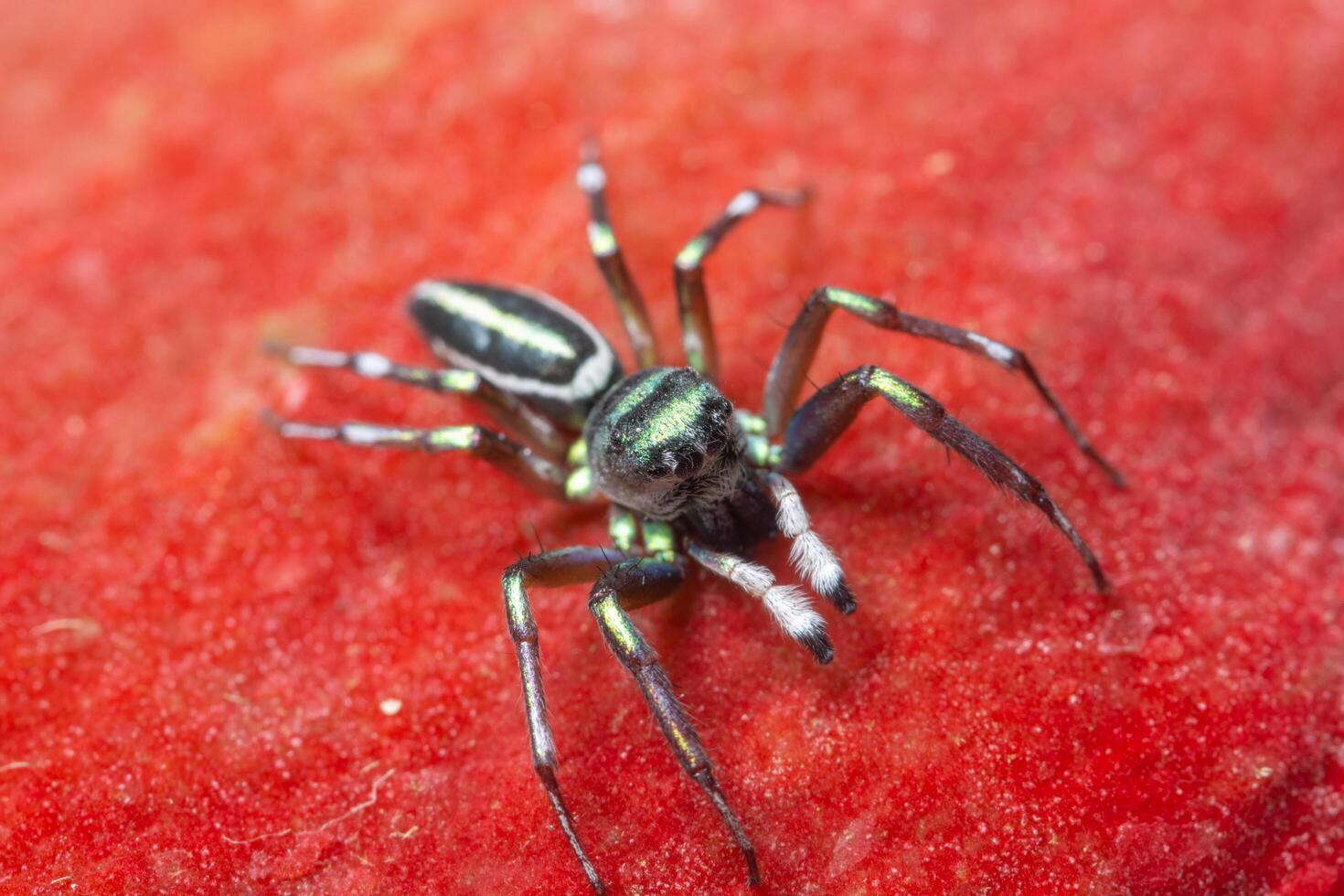 araignée sur fond rouge photo