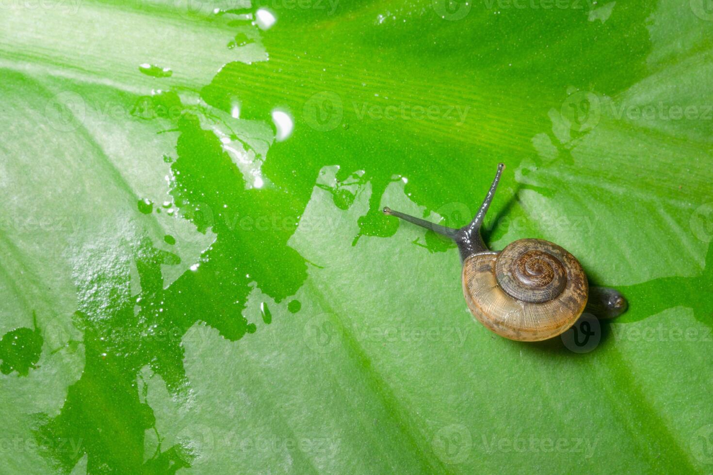 escargot sur une feuille photo