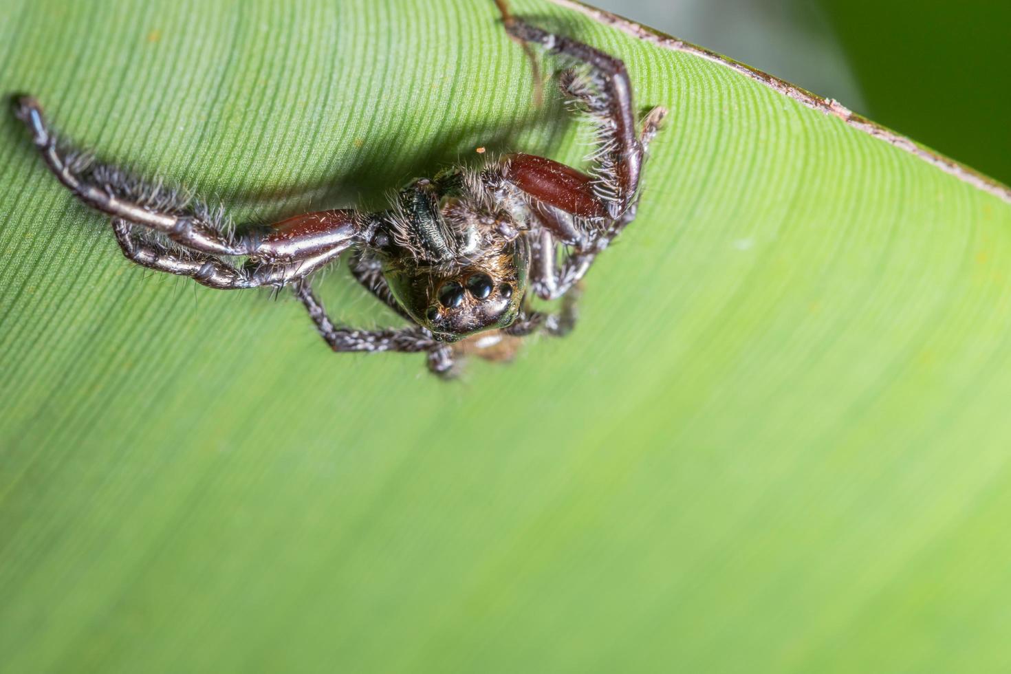 araignée sur une feuille verte photo