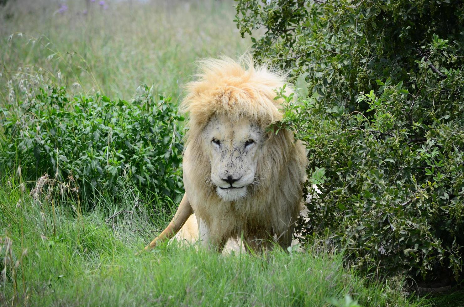 lion près de buissons verts photo