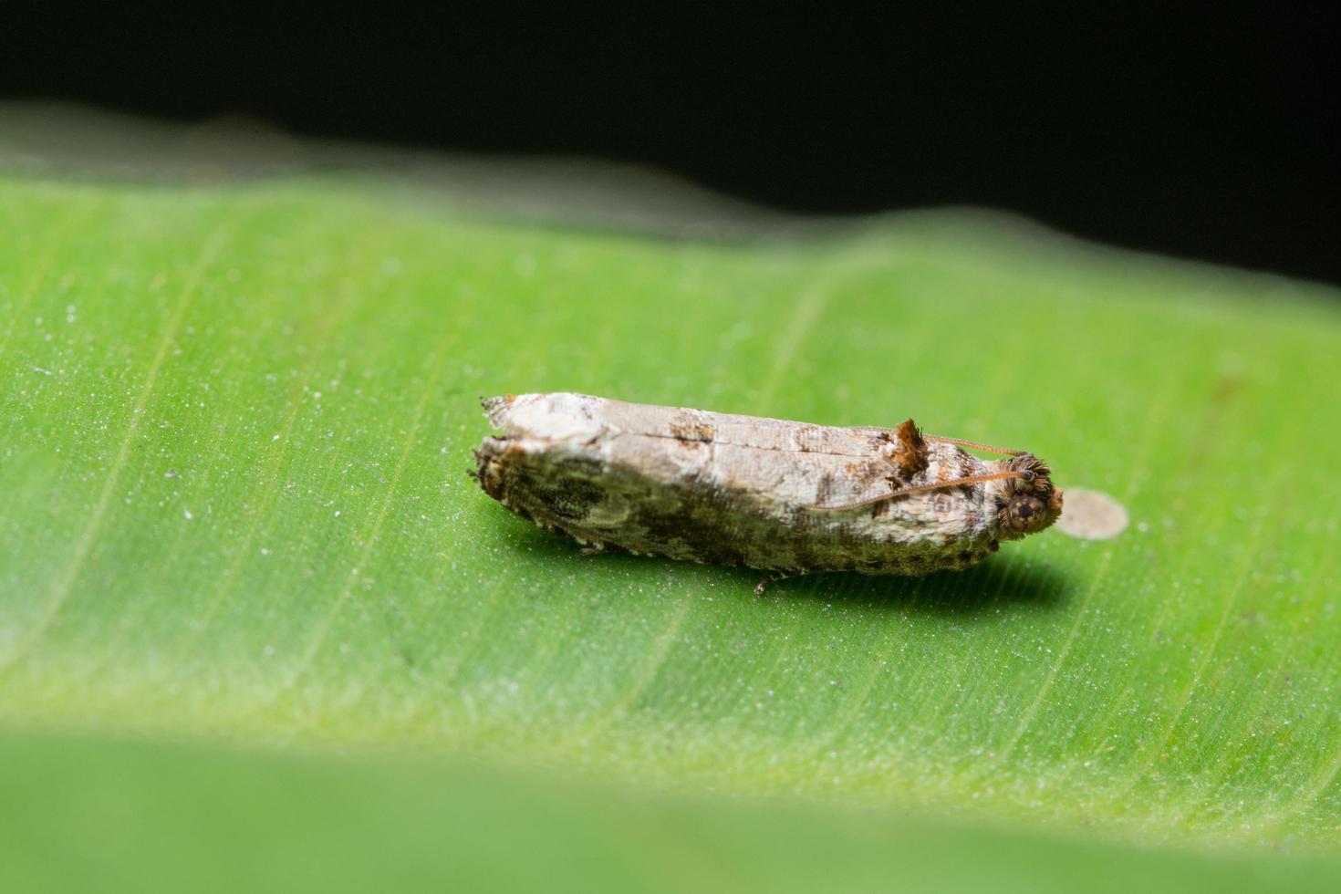 ver sur une feuille, photo en gros plan