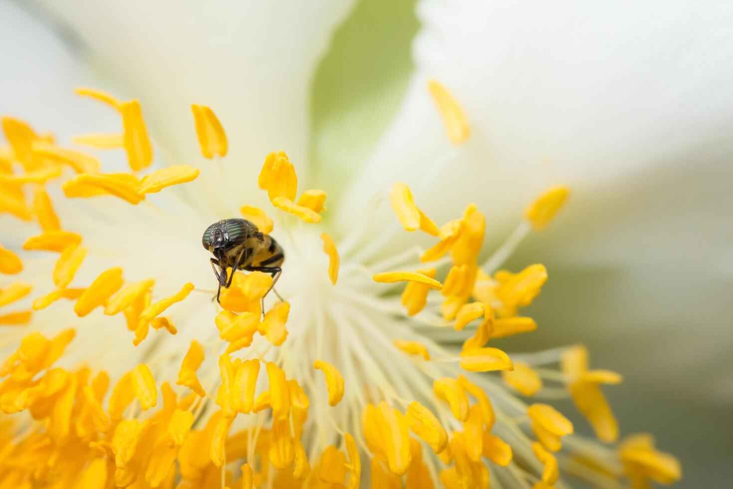 abeille sur une fleur jaune photo