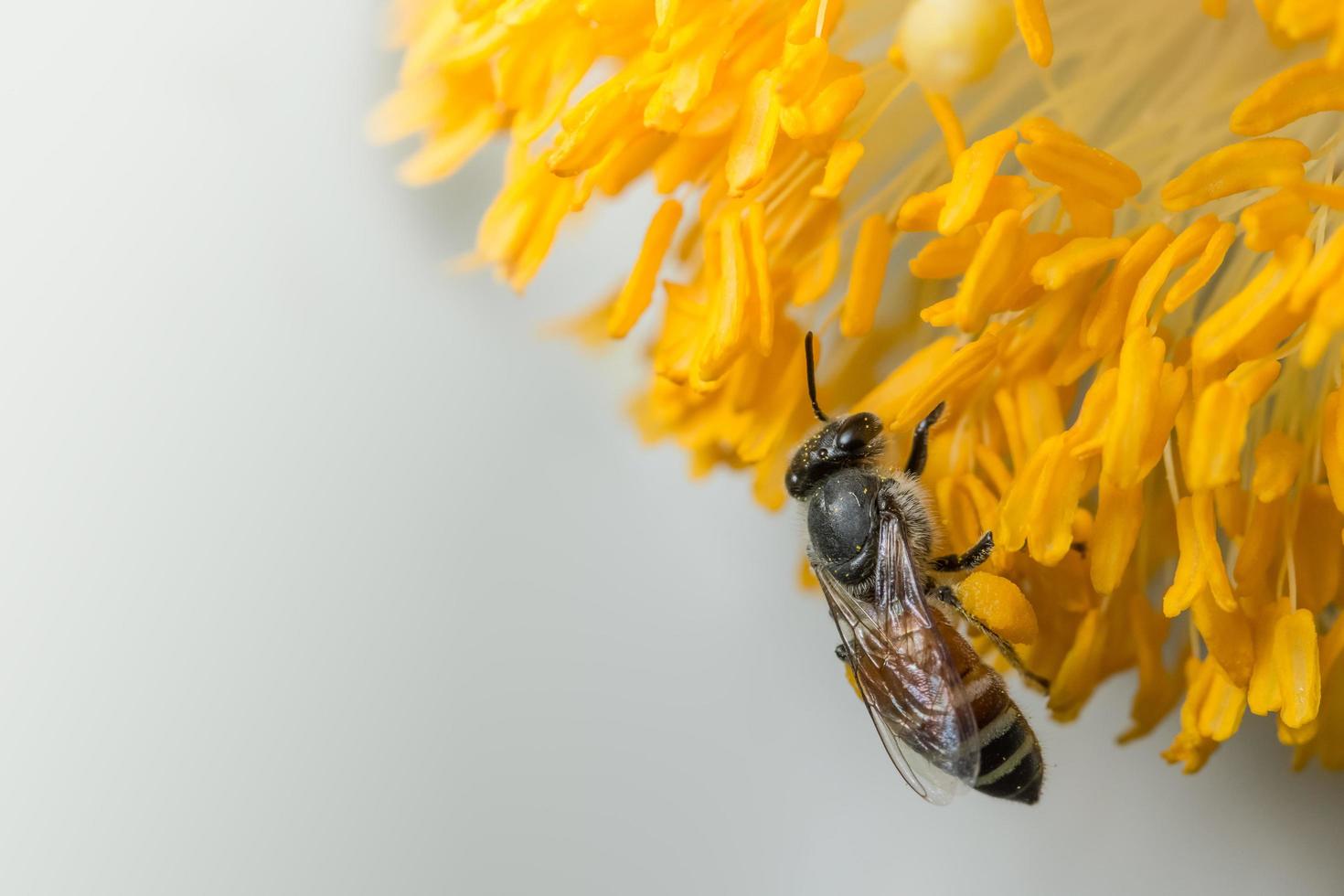 abeille sur une fleur jaune photo