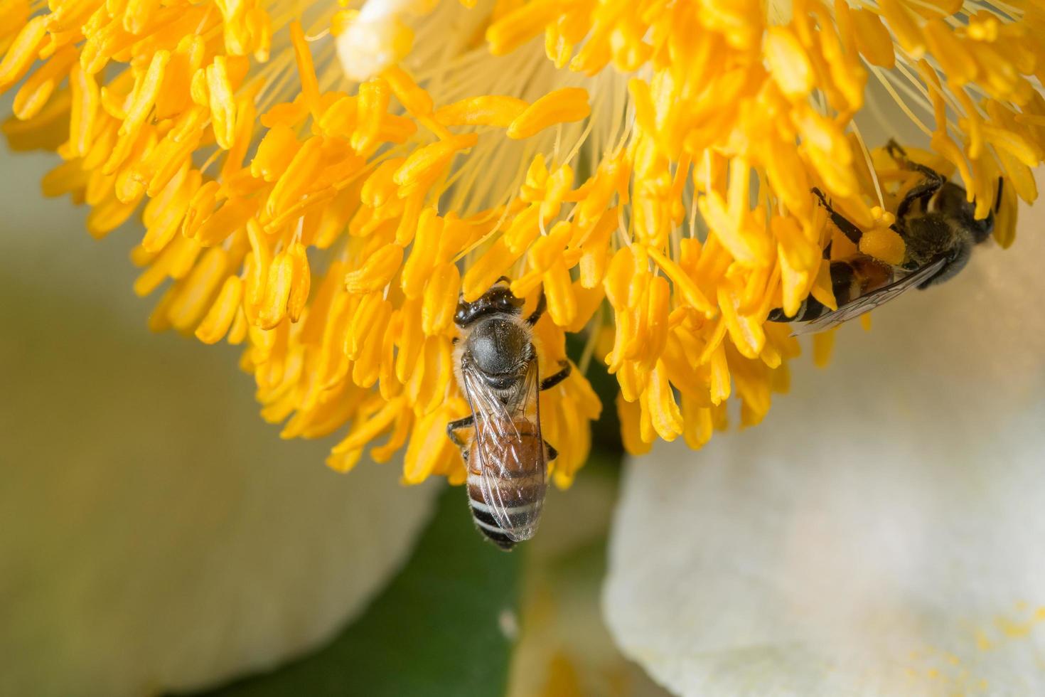 abeille sur une fleur jaune photo