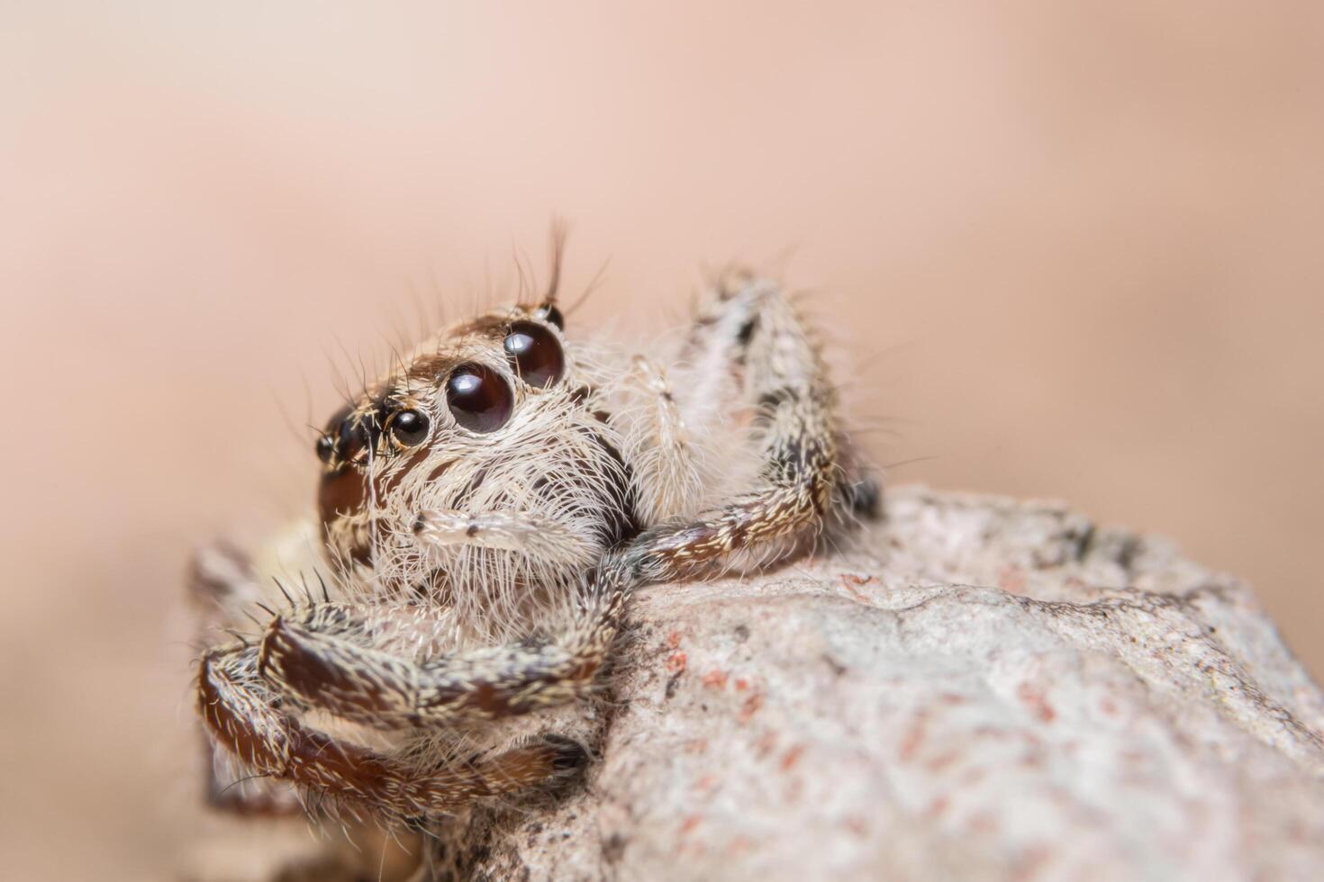 araignée sur un arbre photo