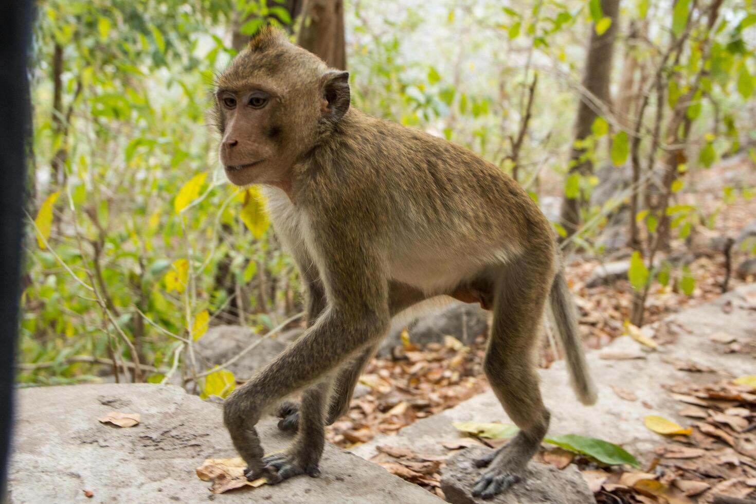 singe dans la forêt photo