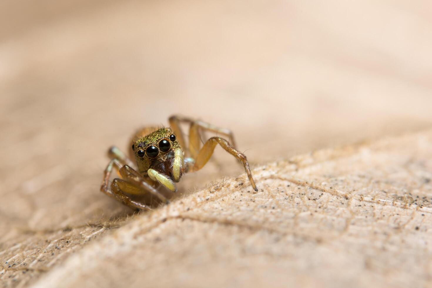 araignée sur une feuille sèche photo