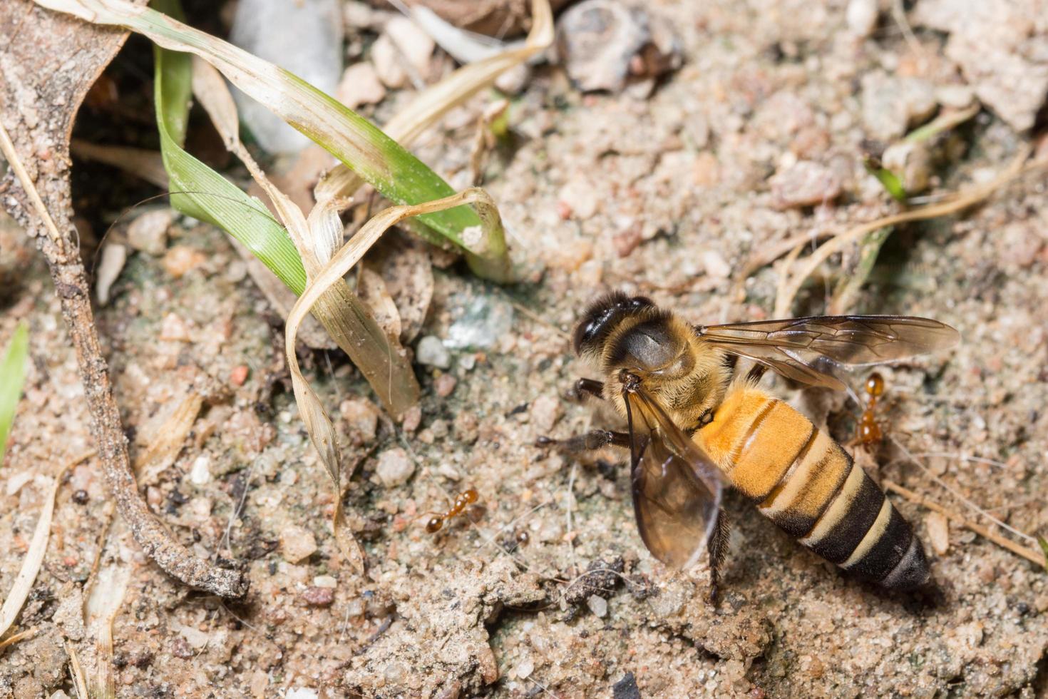 abeille royale photo en gros