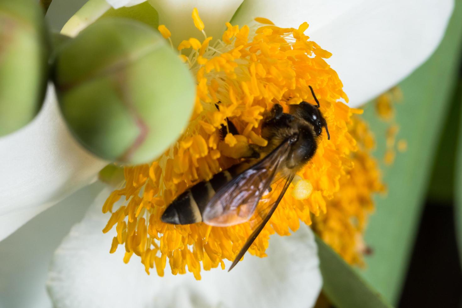 abeille sur une fleur photo