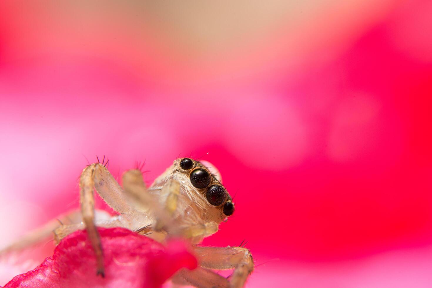 araignée sur une plante photo