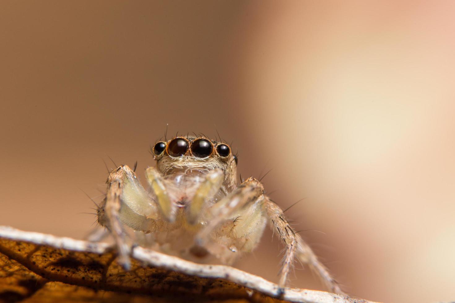 araignée sur une feuille sèche photo