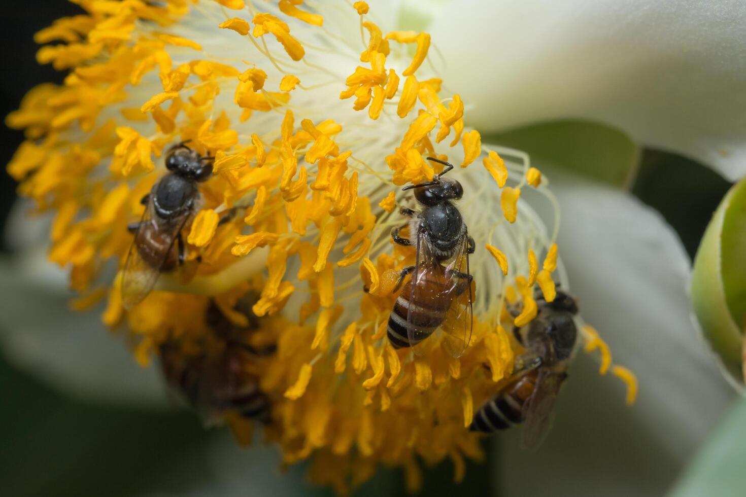 abeilles sur une fleur jaune photo