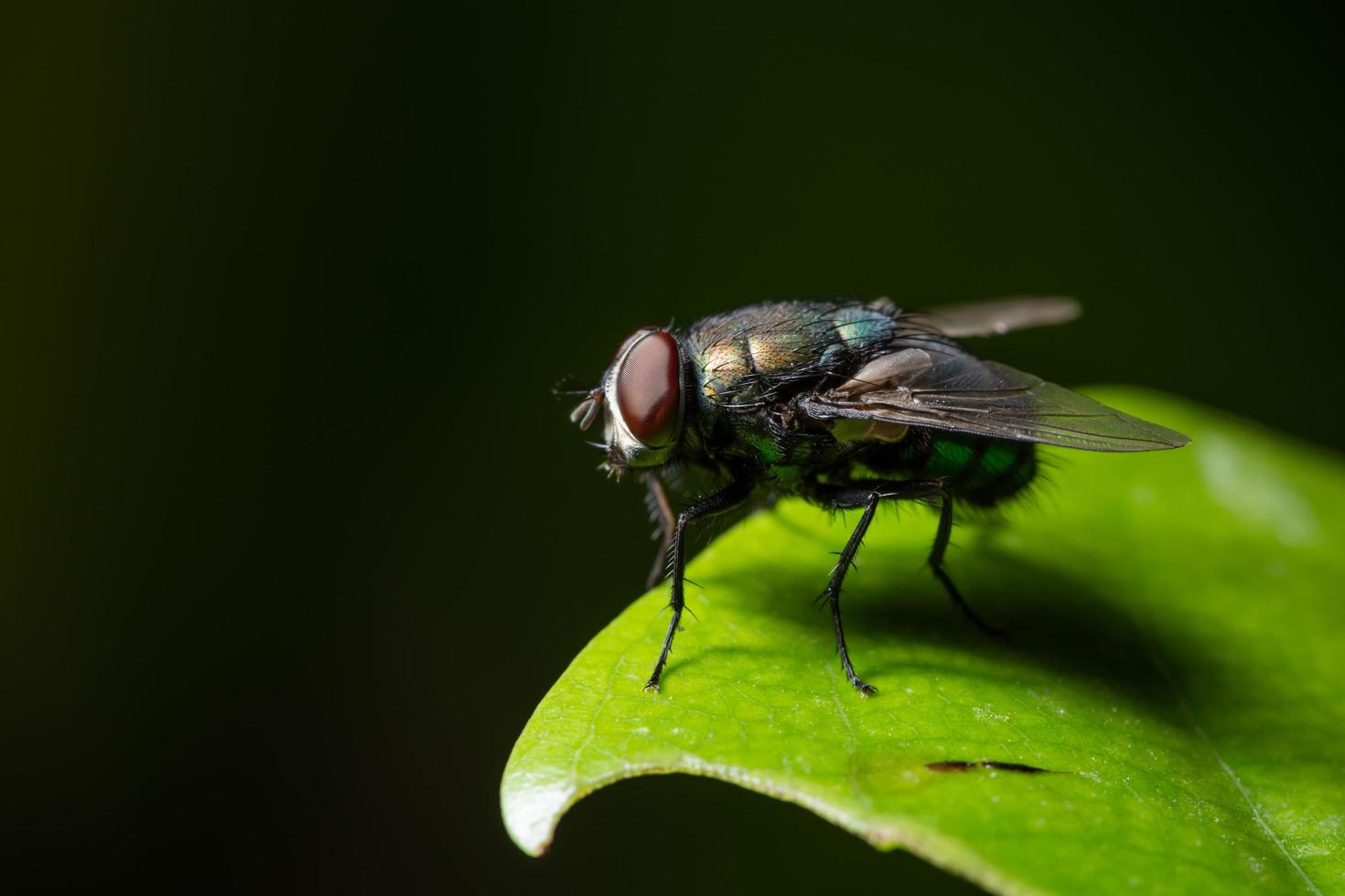 voler sur une feuille photo