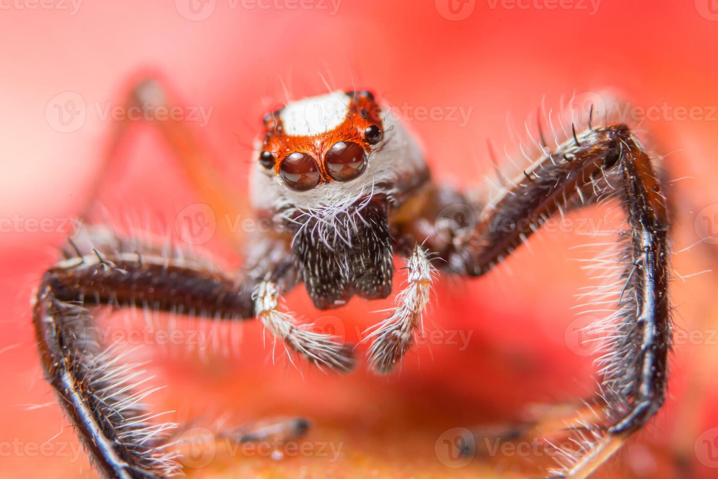 araignée sur une plante photo