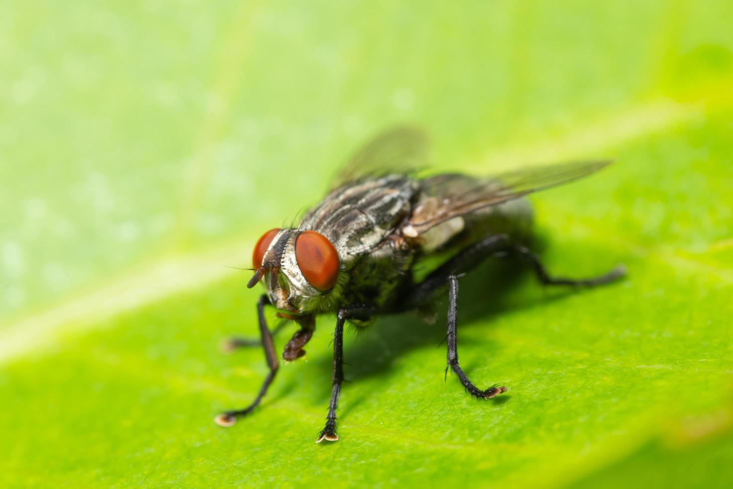 voler sur une feuille photo