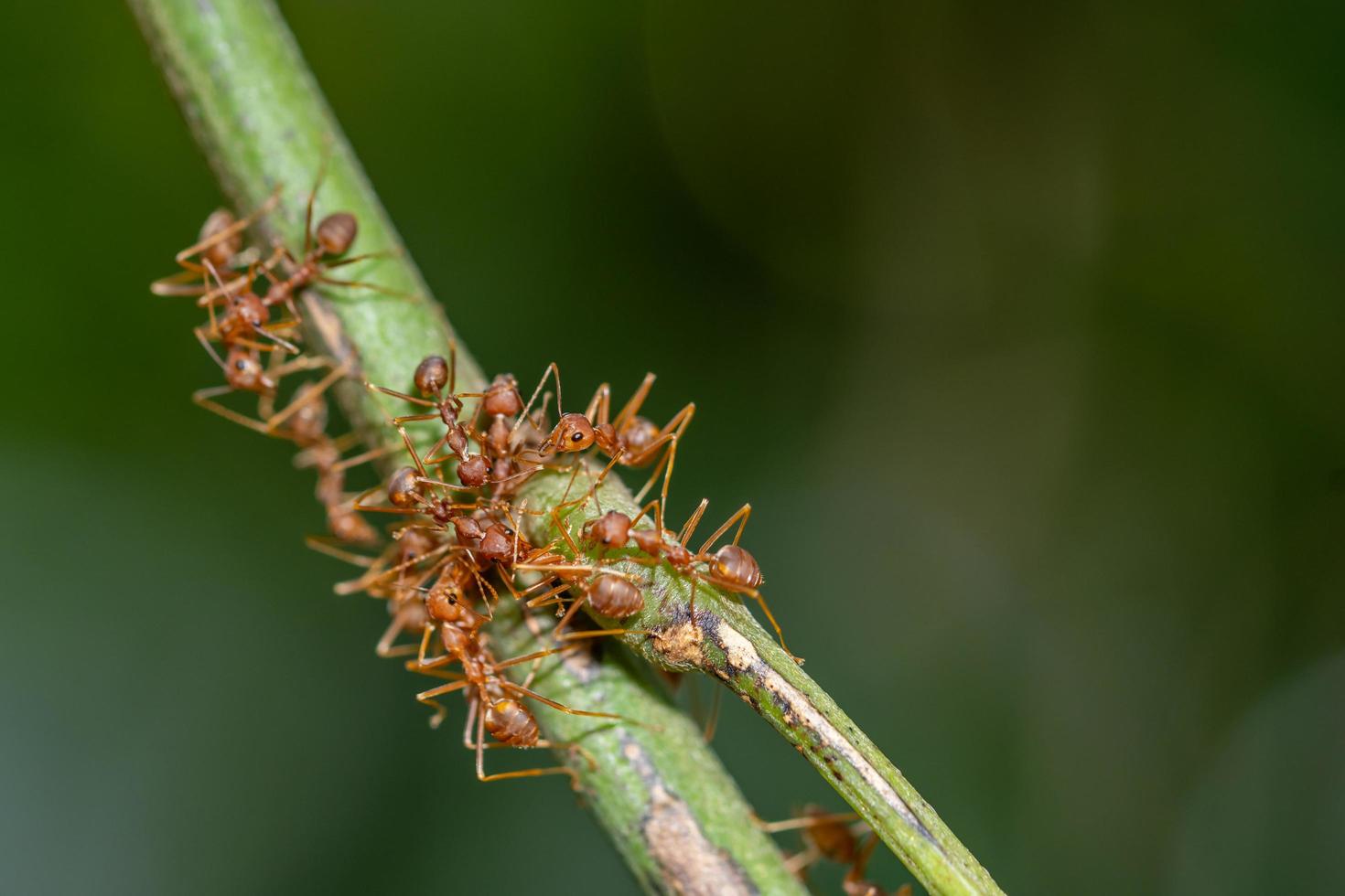 fourmis sur une plante photo