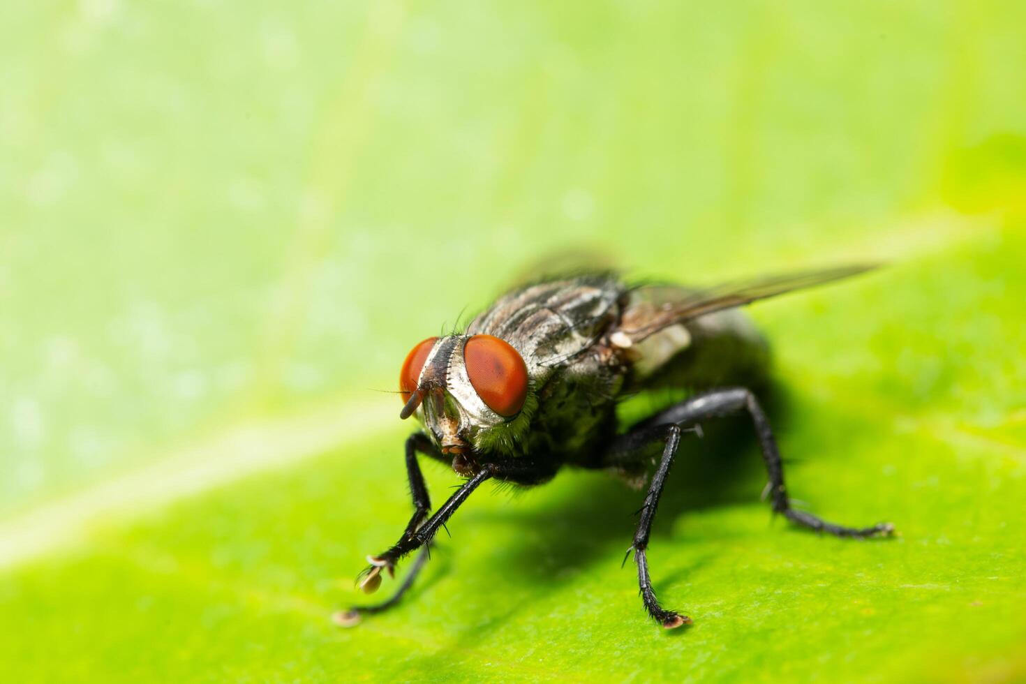 voler sur une feuille photo