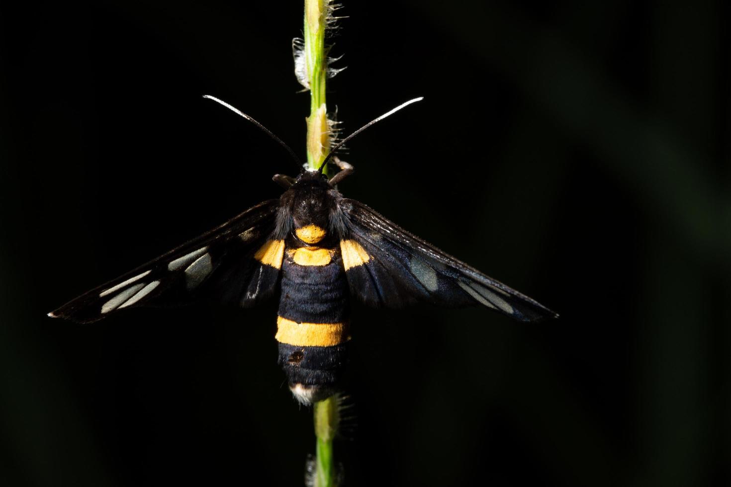 insecte sur une plante photo