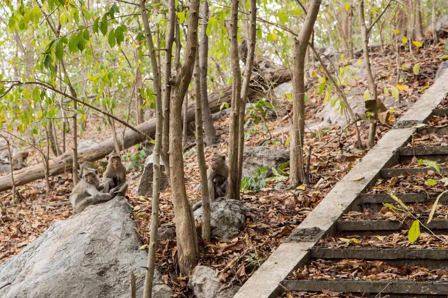 singes dans la forêt photo