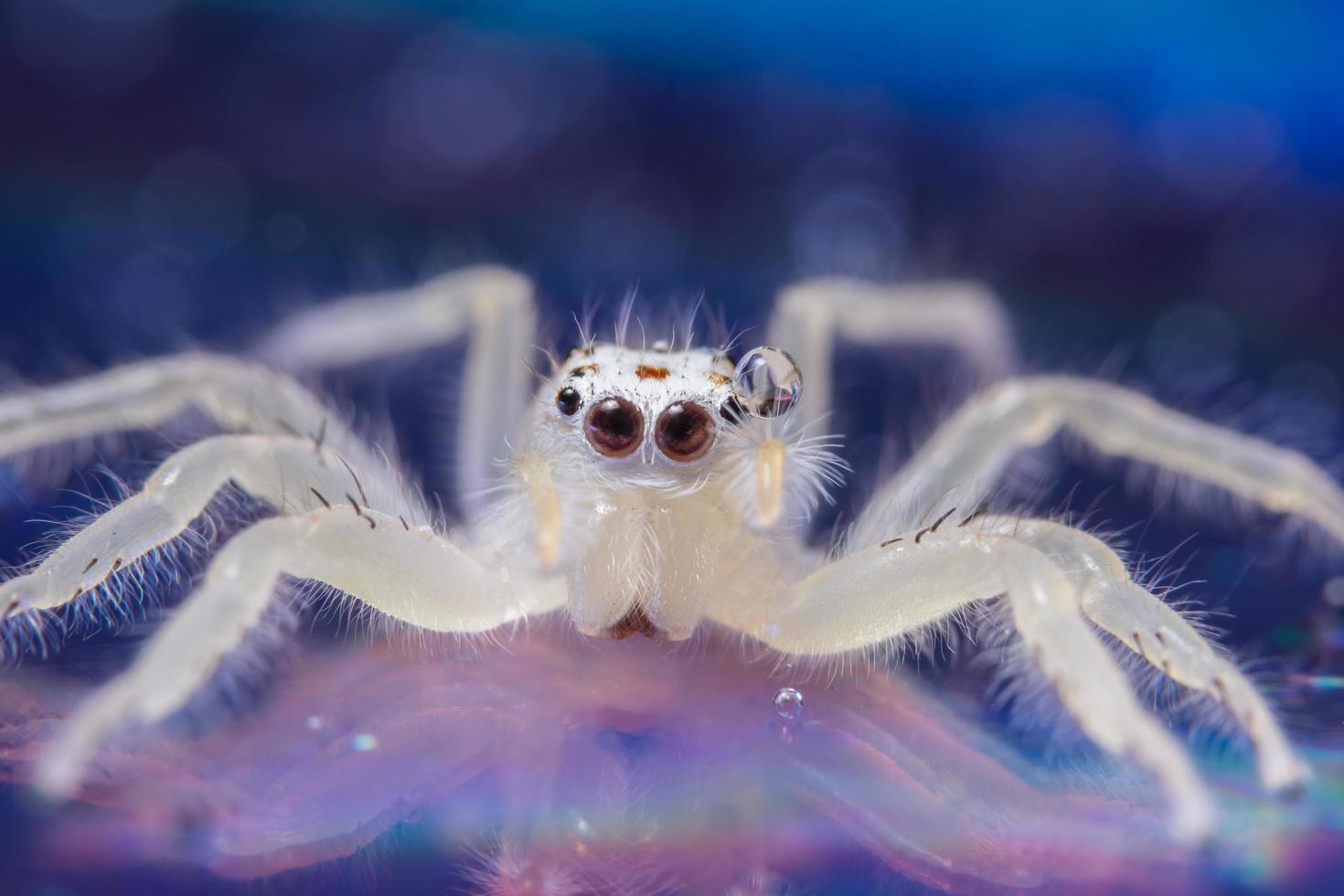 araignée sur une surface réfléchissante photo