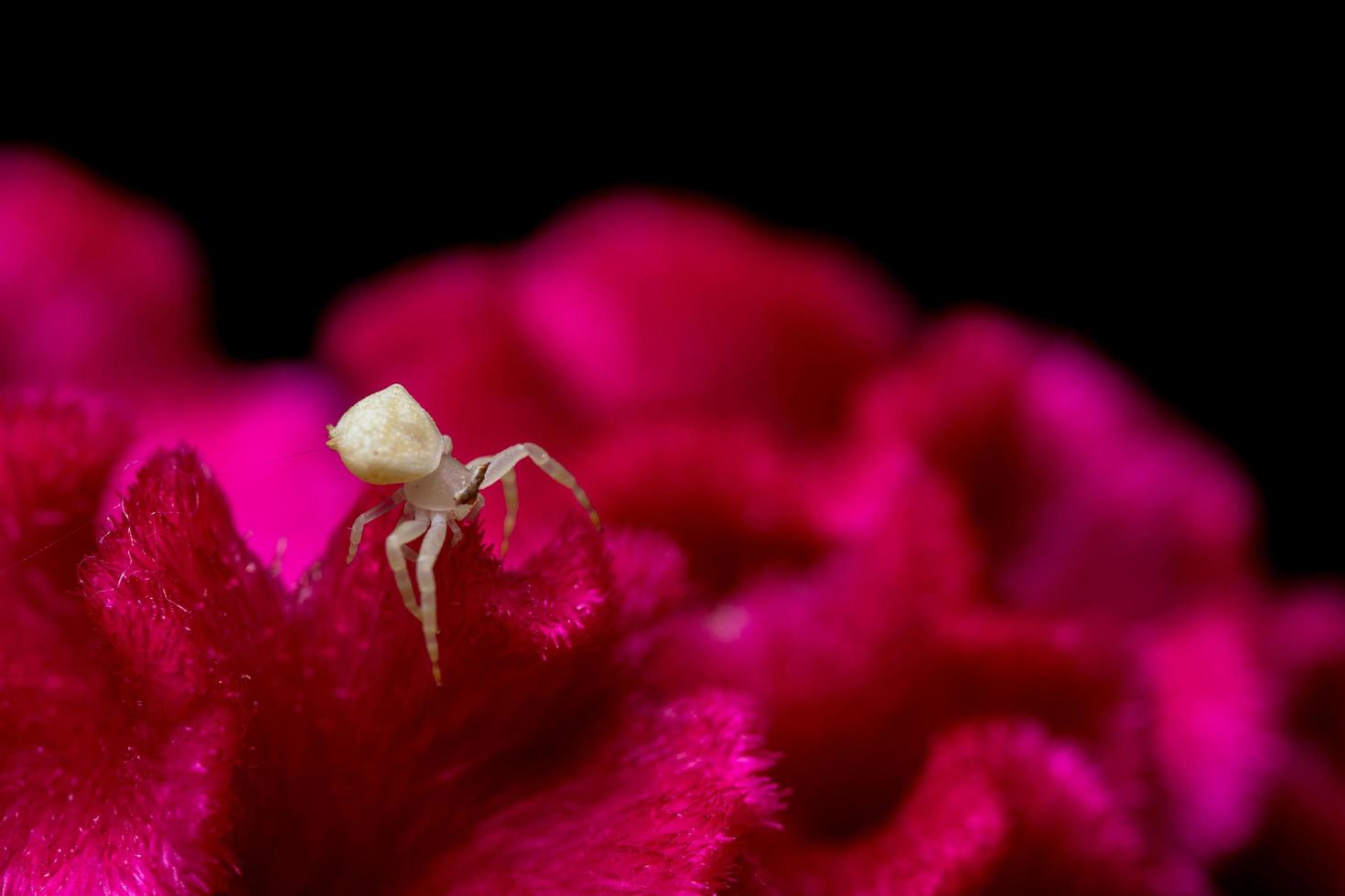 araignée blanche sur une fleur rouge photo