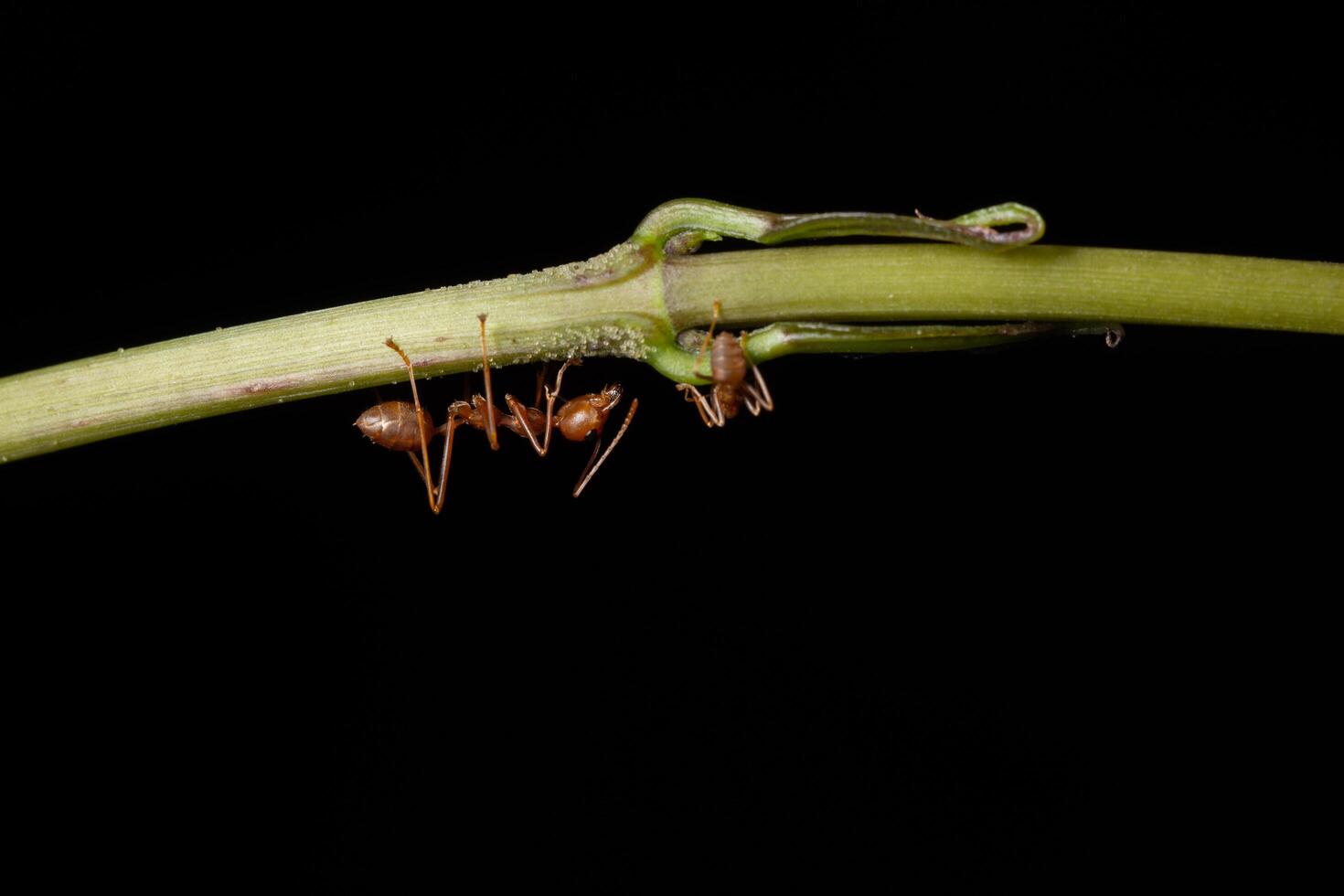 fourmis sur une branche photo