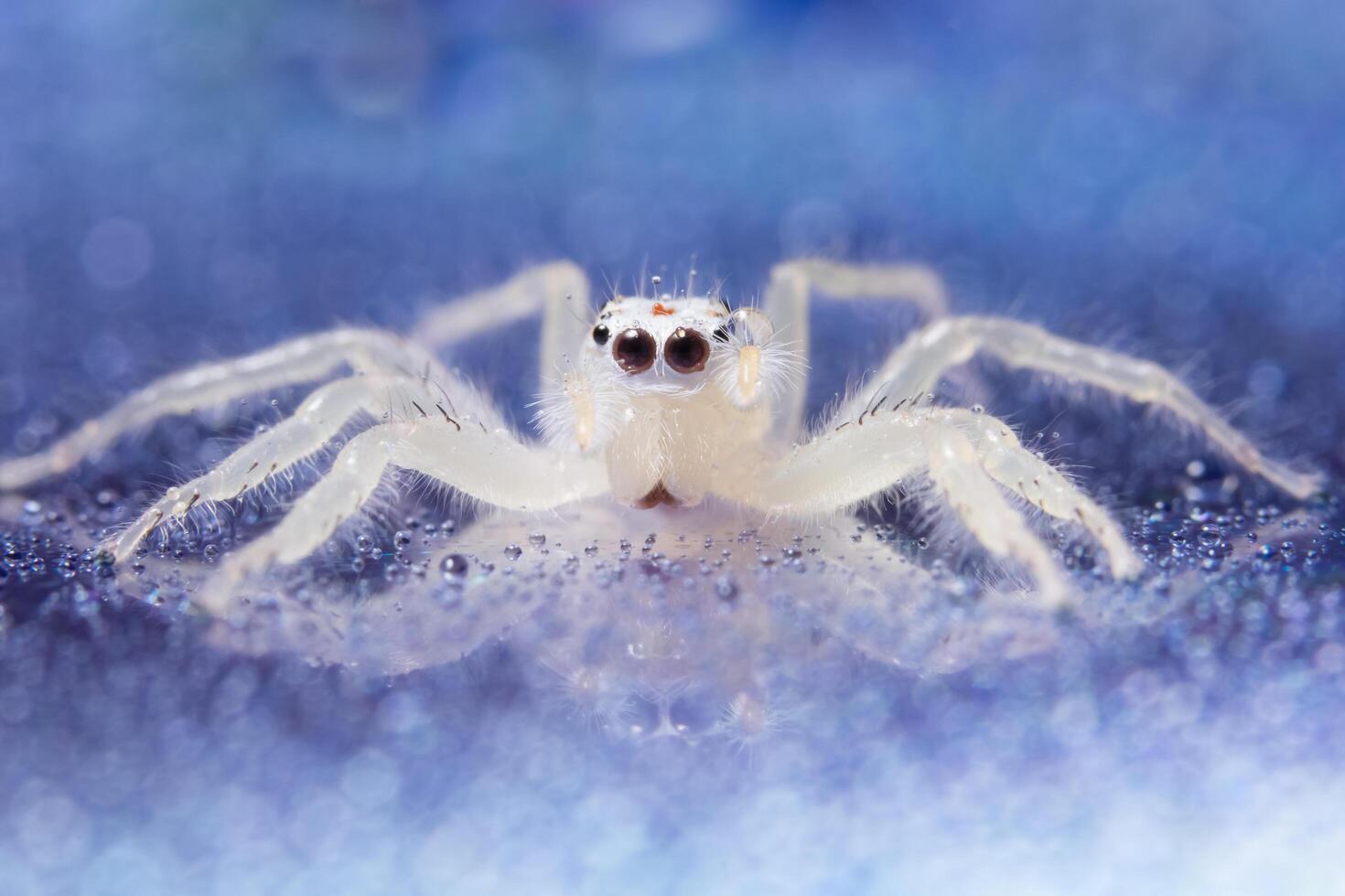 araignée sur une surface réfléchissante photo