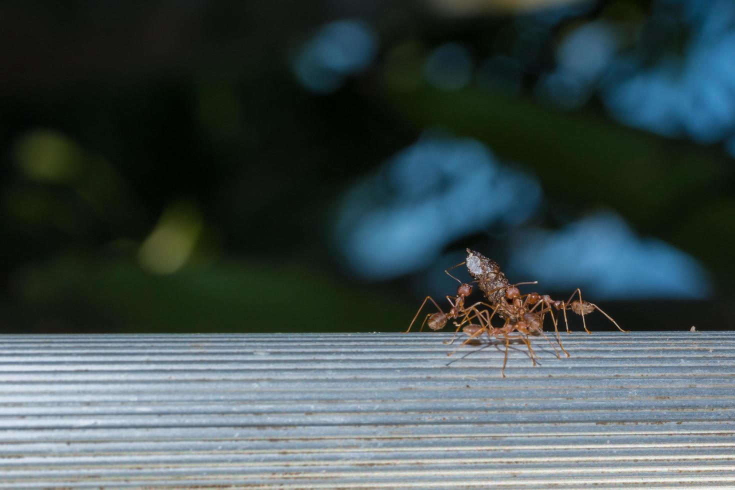 fourmi rouge, photo en gros plan