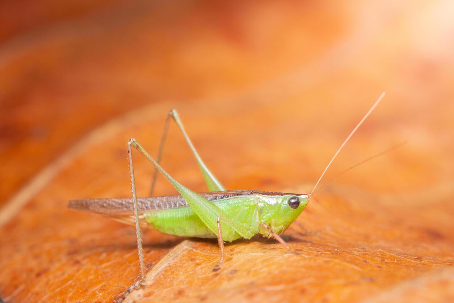 sauterelle sur une feuille sèche photo