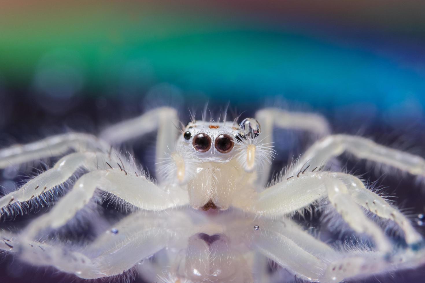 araignée sur une surface réfléchissante photo