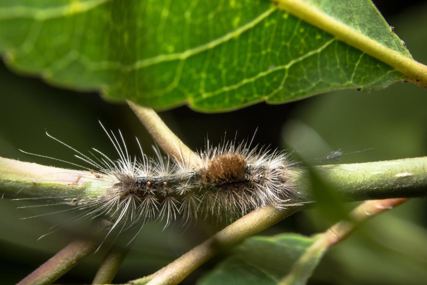 ver sur une feuille, photo en gros plan