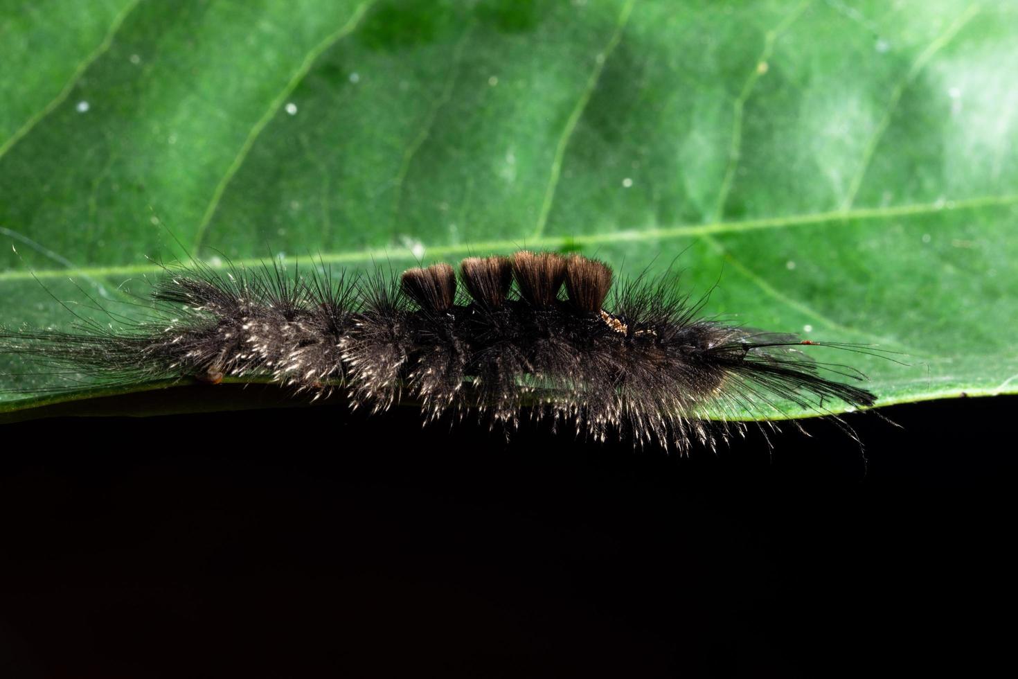 ver sur une feuille, photo en gros plan