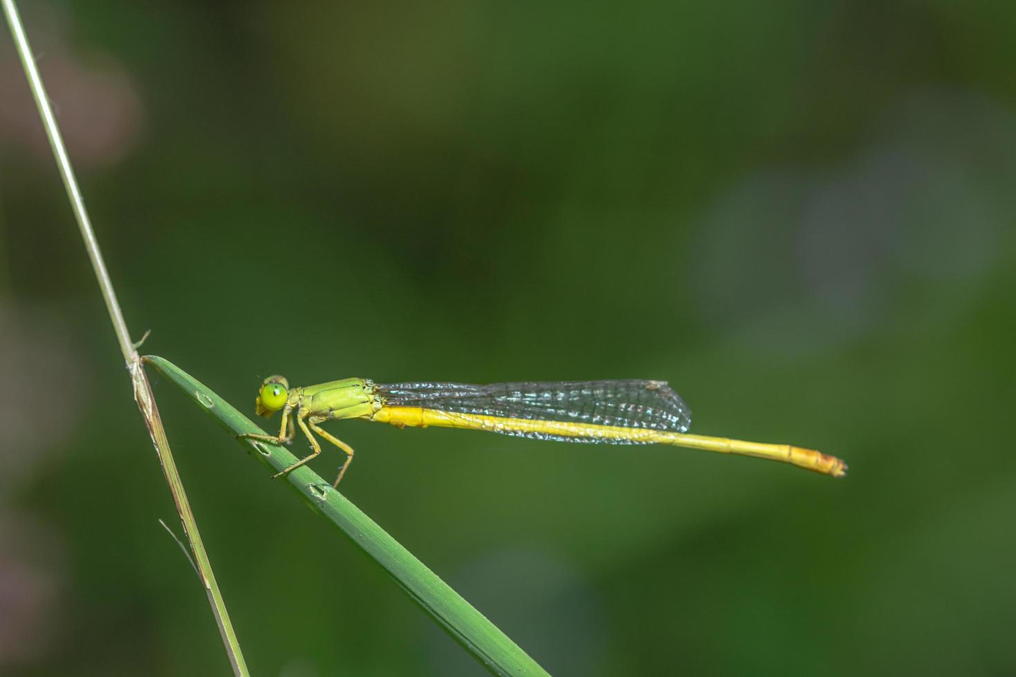 zygoptères sur une plante photo