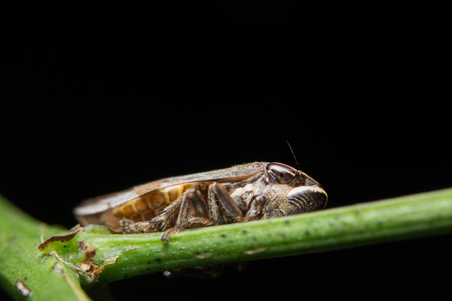 cicadelle sur une plante photo