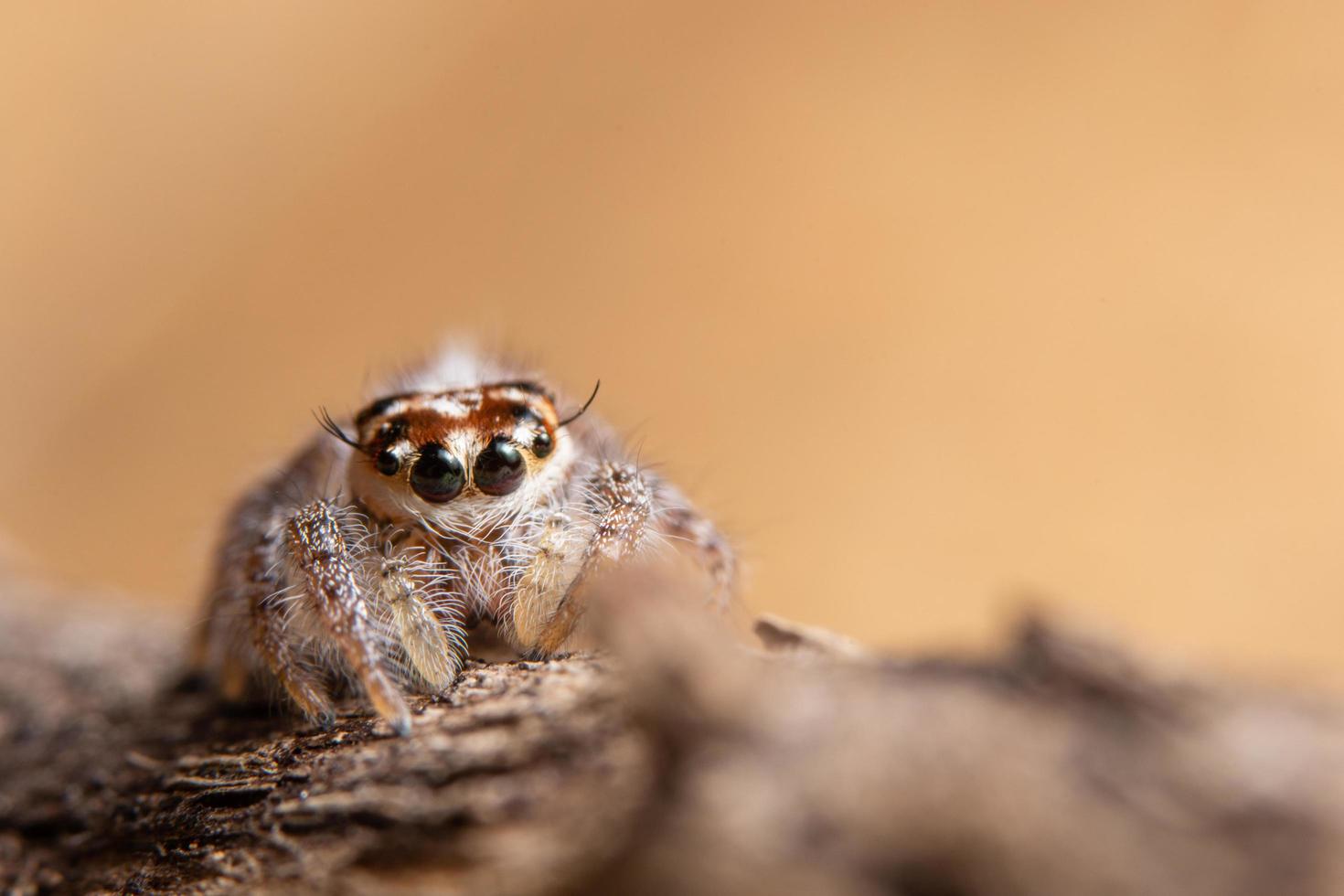 araignée sur une feuille sèche photo