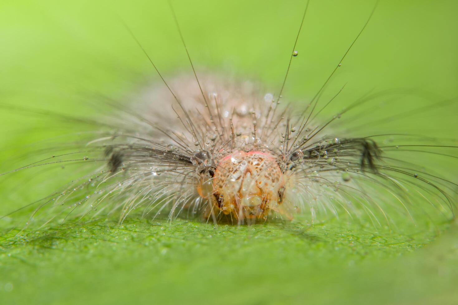 ver sur une feuille, photo en gros plan