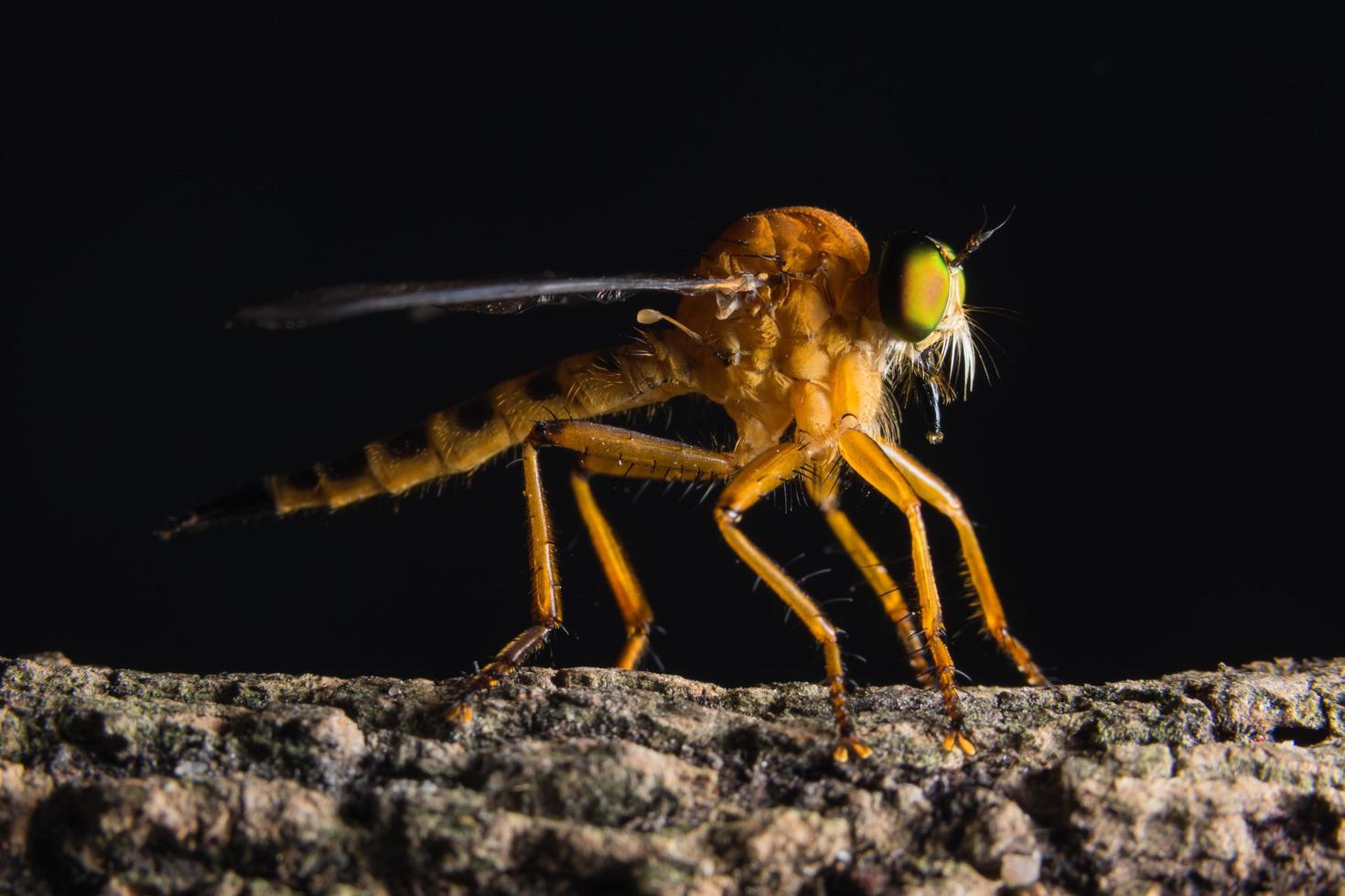 voleur mouche, photo macro