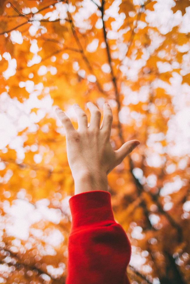 main contre les feuilles jaunes photo