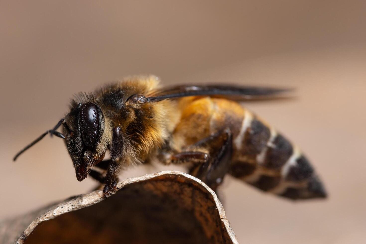 abeille sur une feuille photo