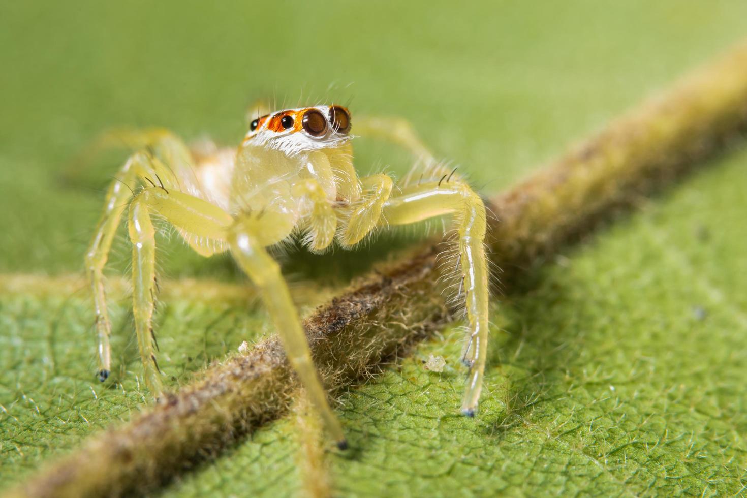 araignée jaune sur feuille verte photo