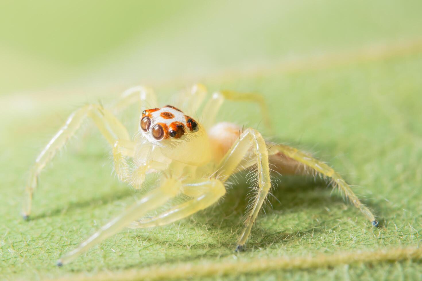 araignée jaune sur feuille verte photo