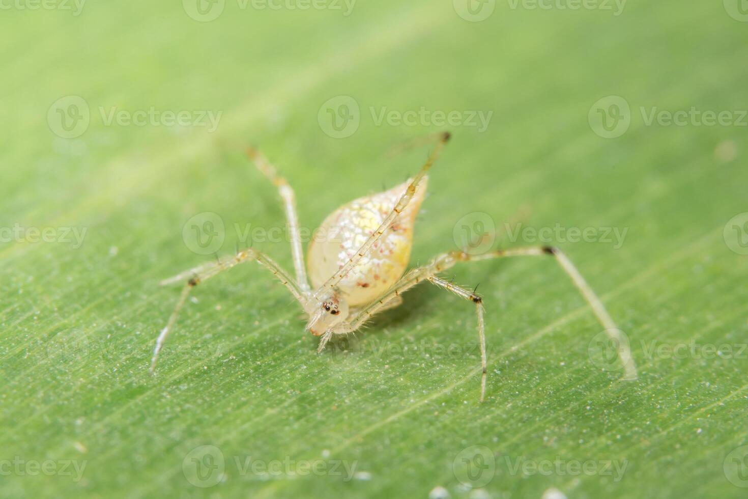 araignée jaune sur feuille verte photo